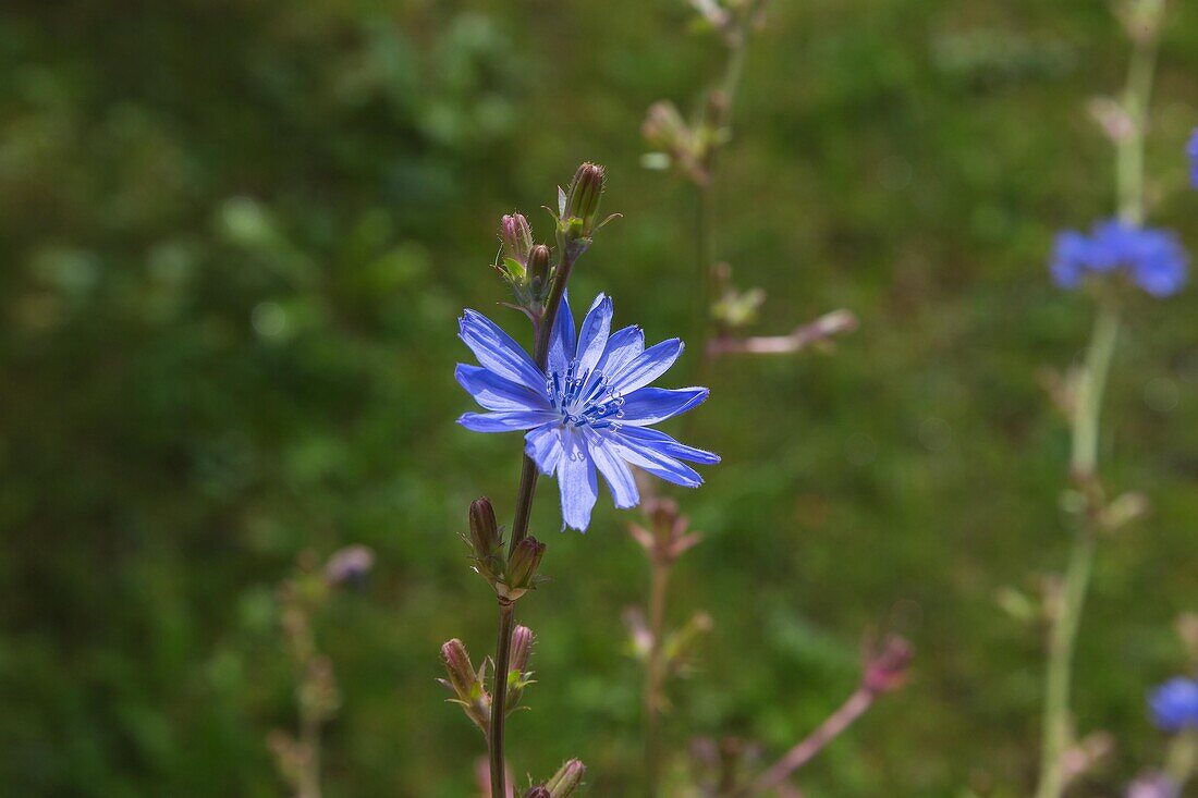 Chicory, Cichorium intybus