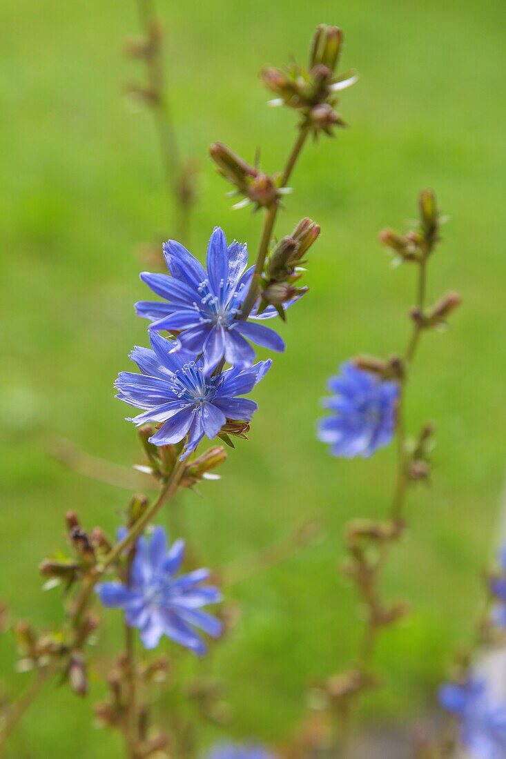 Chicory, Cichorium intybus