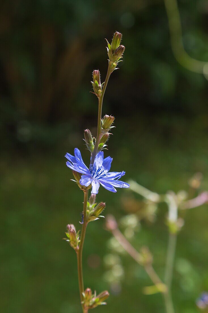 Chicory, Cichorium intybus