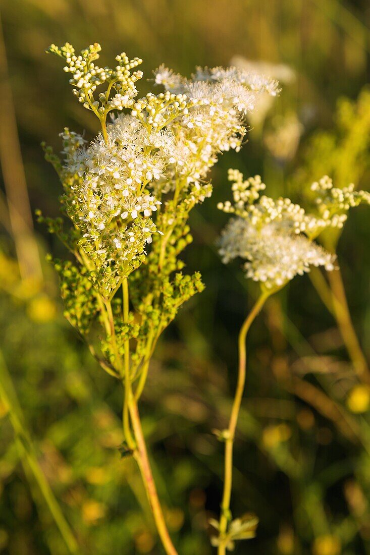 Meadowsweet, Filipendula ulmaria