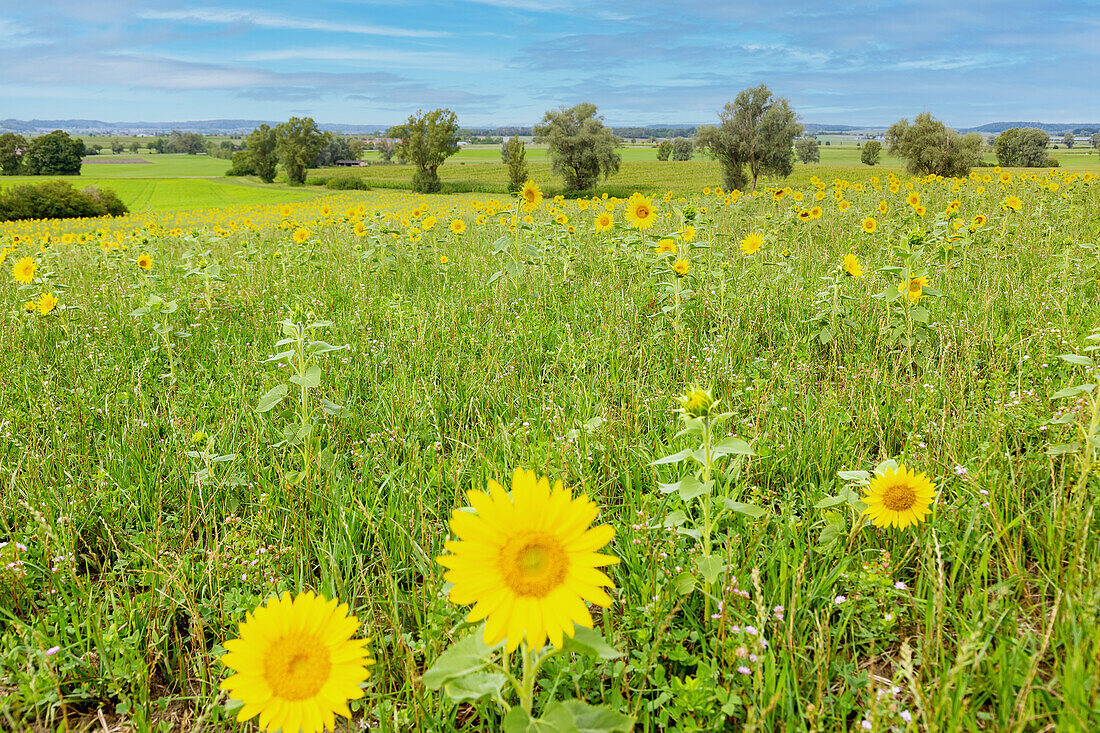Sunflower field, landscape near Colmberg