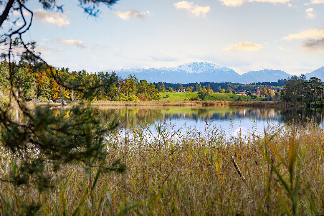 Iffeldorf, Großer Ostersee, Naturschutzgebiet Osterseen, Karwendelgebirge, Bayern, Deutschland