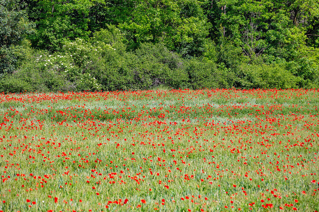 Mohnblumenwiese; Vilstal, Bayern, Deutschland