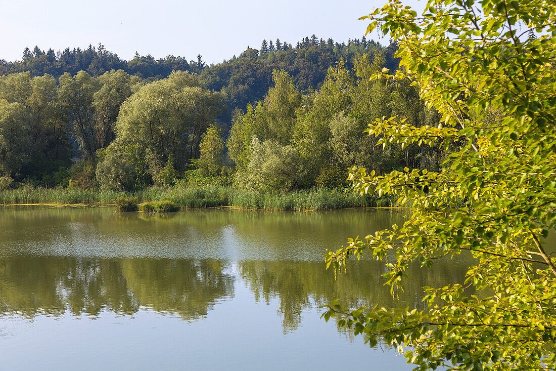 Europareservat Unterer Inn, Salzachmündung in den Inn bei Bergham, Bayern, Deutschland