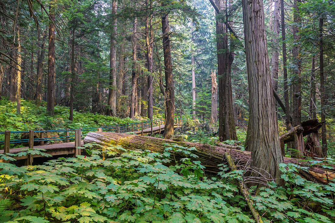 Glacier National Park, Hemlock Grove Boardwalk