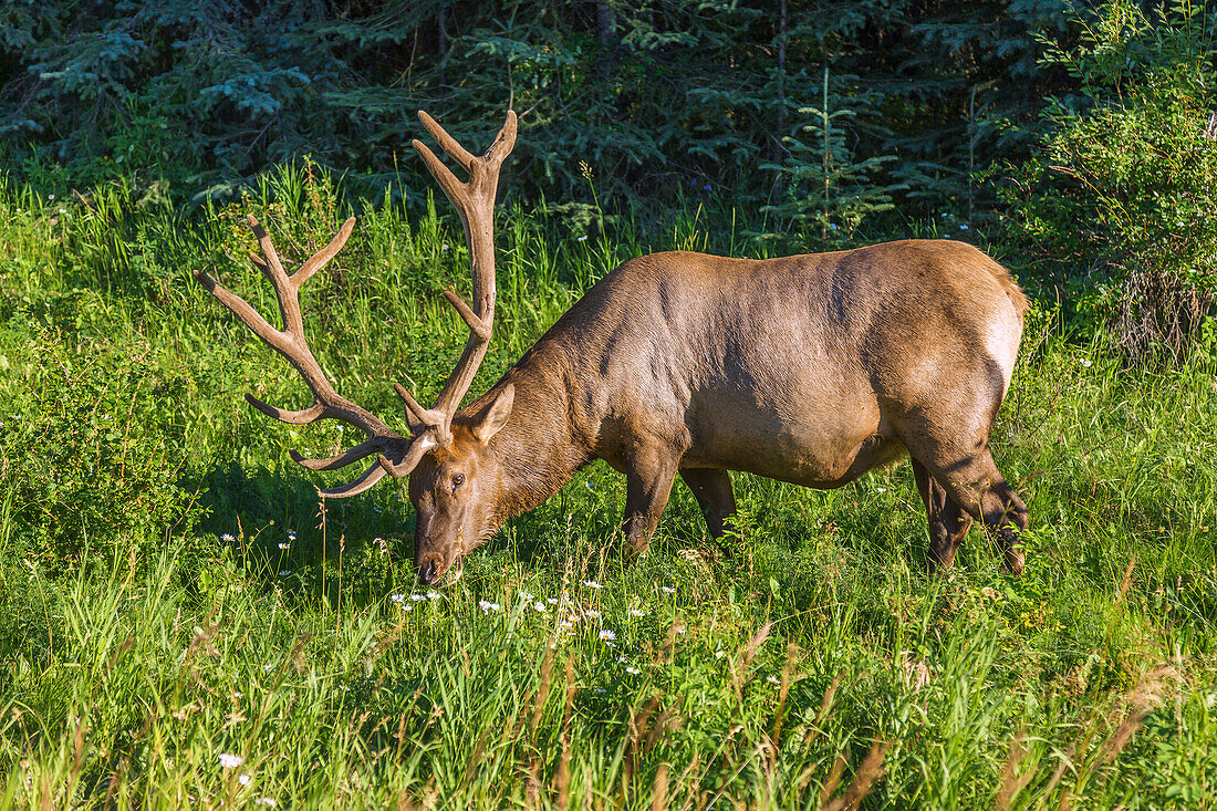 Jasper National Park, Wapiti beim Äsen, Alberta, Kanada