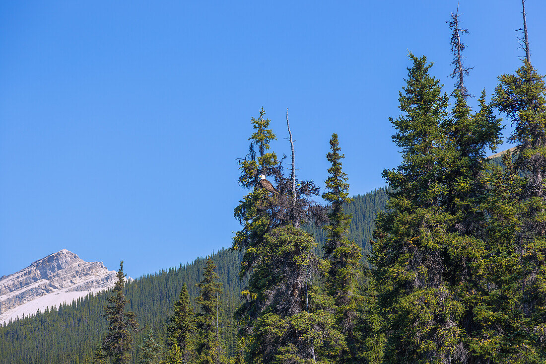 Jasper National Park, Bald Eagle