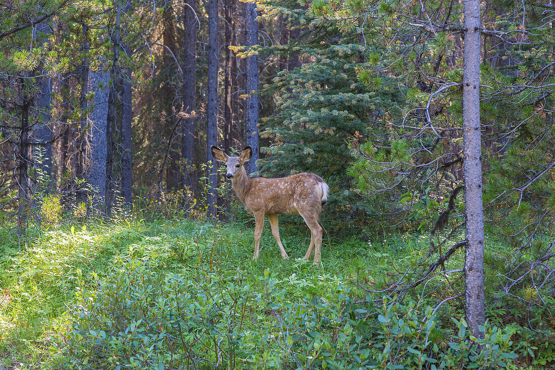 Jasper National Park; White-tailed deer, fawn