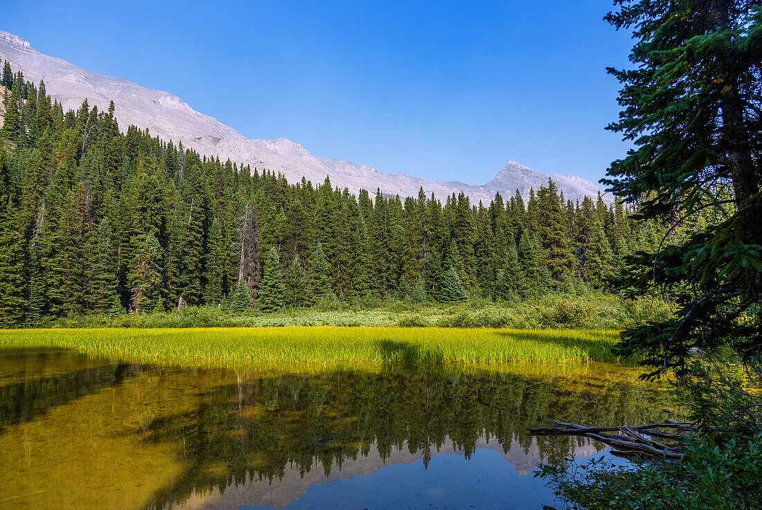 Jasper National Park, Columbia Icefield; Wilcox Pass Trail, Feuchtwiese, Alberta, Kanada