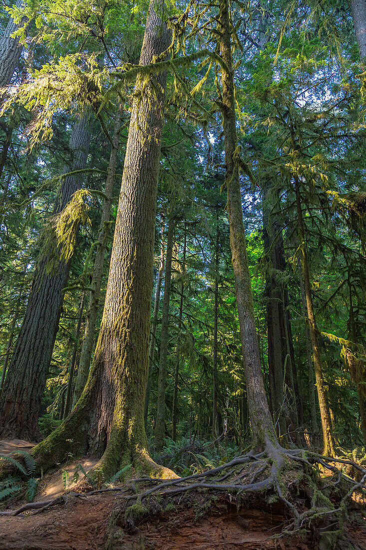 Vancouver Island; MacMillan Provincial Park, Cathredal Grove Trail