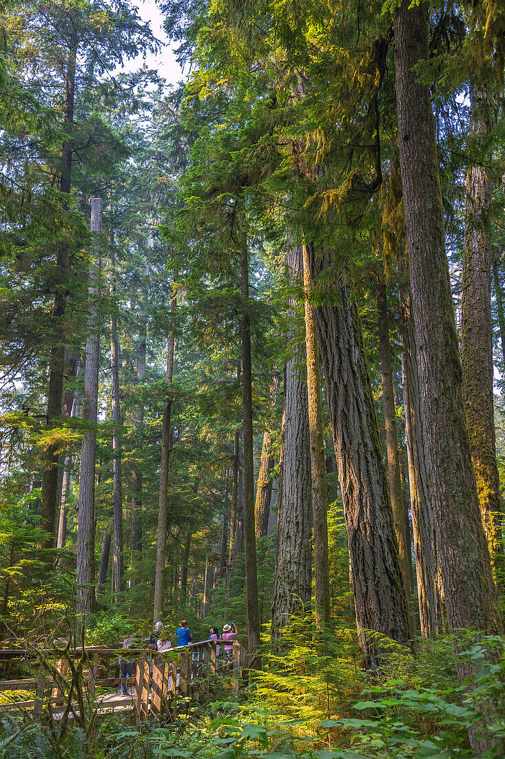 Vancouver Island; MacMillan Provincial Park, Cathredal Grove Trail