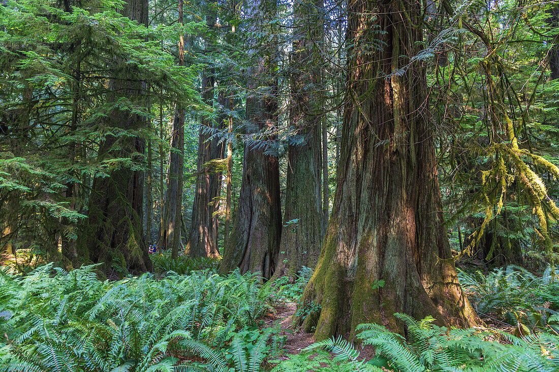 Vancouver Island; MacMillan Provincial Park, Old Growth Trail, Western Red Cedars, British Columbia, Kanada