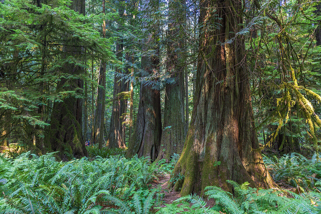 Vancouver Island; MacMillan Provincial Park, Old Growth Trail, Western Red Cedars