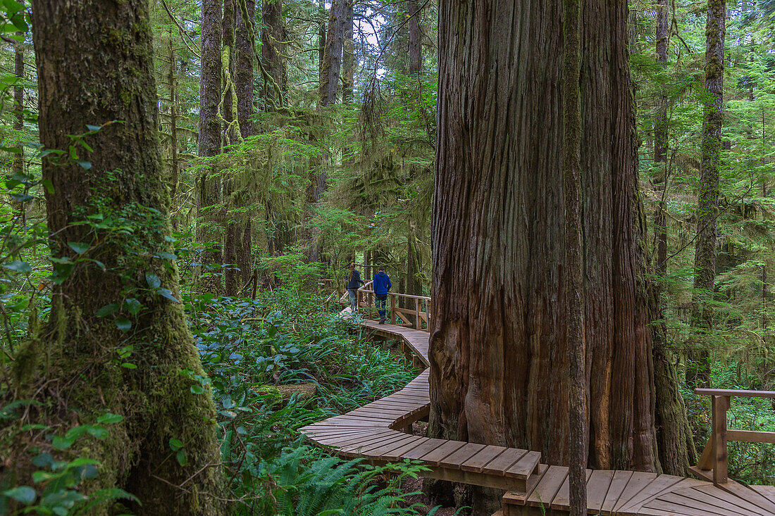 Pacific Rim National Park; Rainforest Trail, British Columbia, Kanada