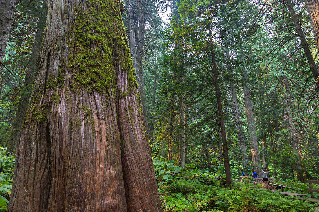 Mount Revelstoke National Park, Giant Cedars Boardwalk Trail, British Columbia, Kanada