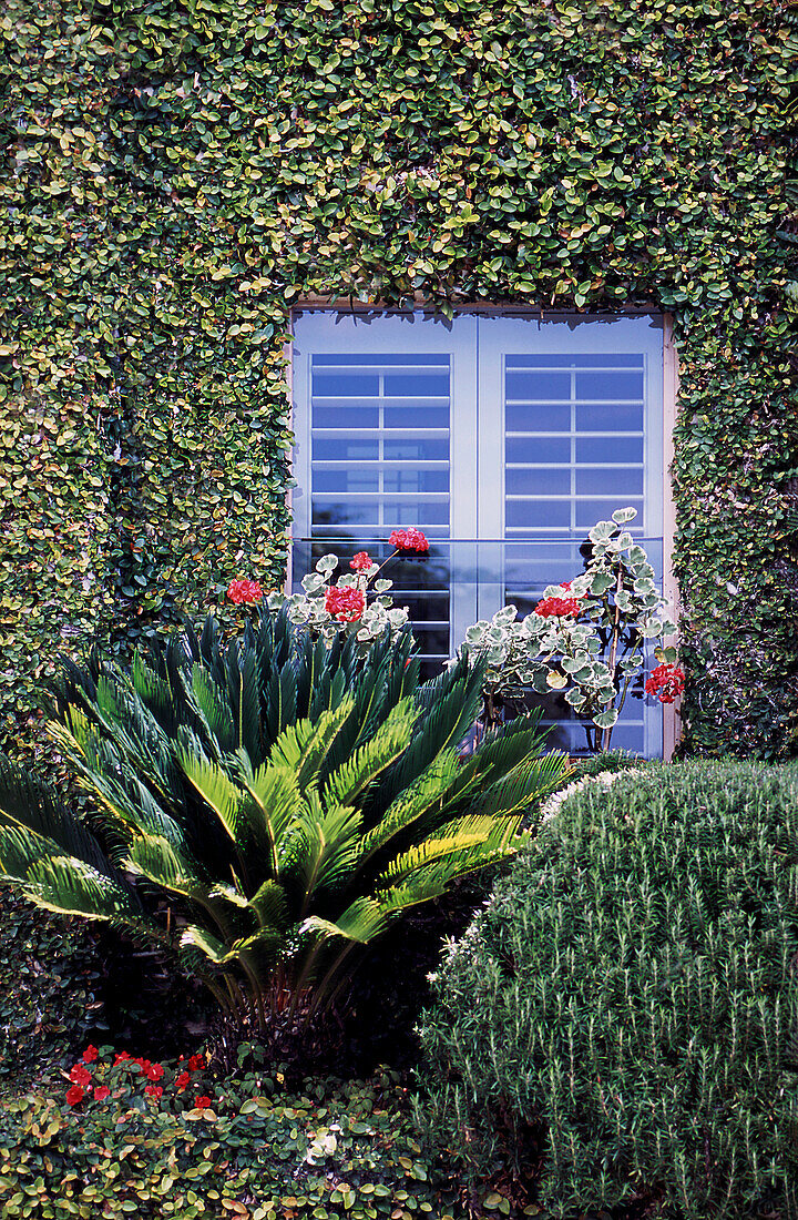 Garden against house with creeper growing on it