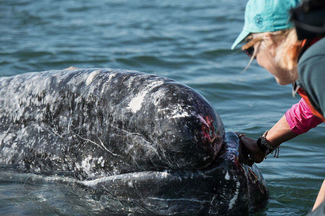 Gray whale (Eschrichtius robustus) friendly gray whale. Editorial Use Only.