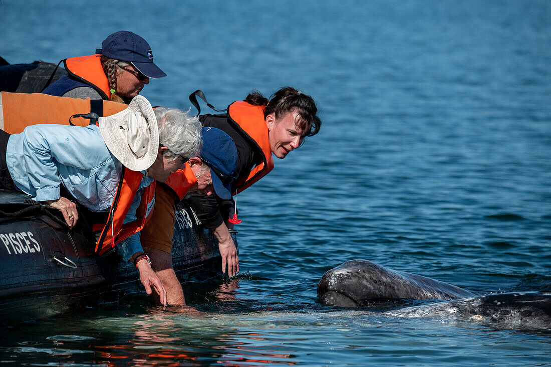 Tourist petting gray whale.Gray whale (Eschrichtius robustus). Editorial Use Only.