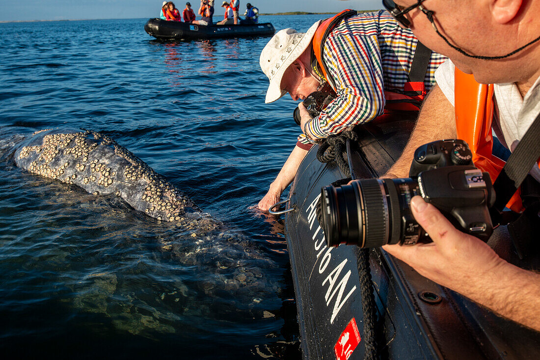 Tourist petting gray whale at Magdalena Bay. Editorial Use Only.
