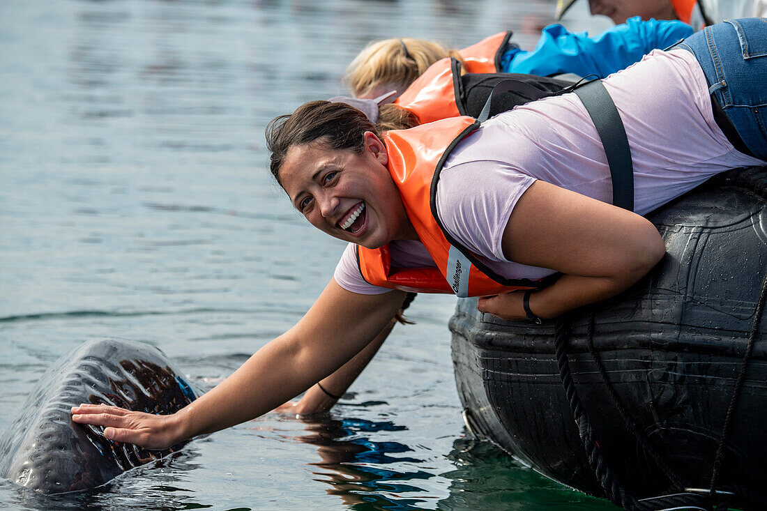 Gray whale (Eschrichtius robustus). Editorial Use Only.