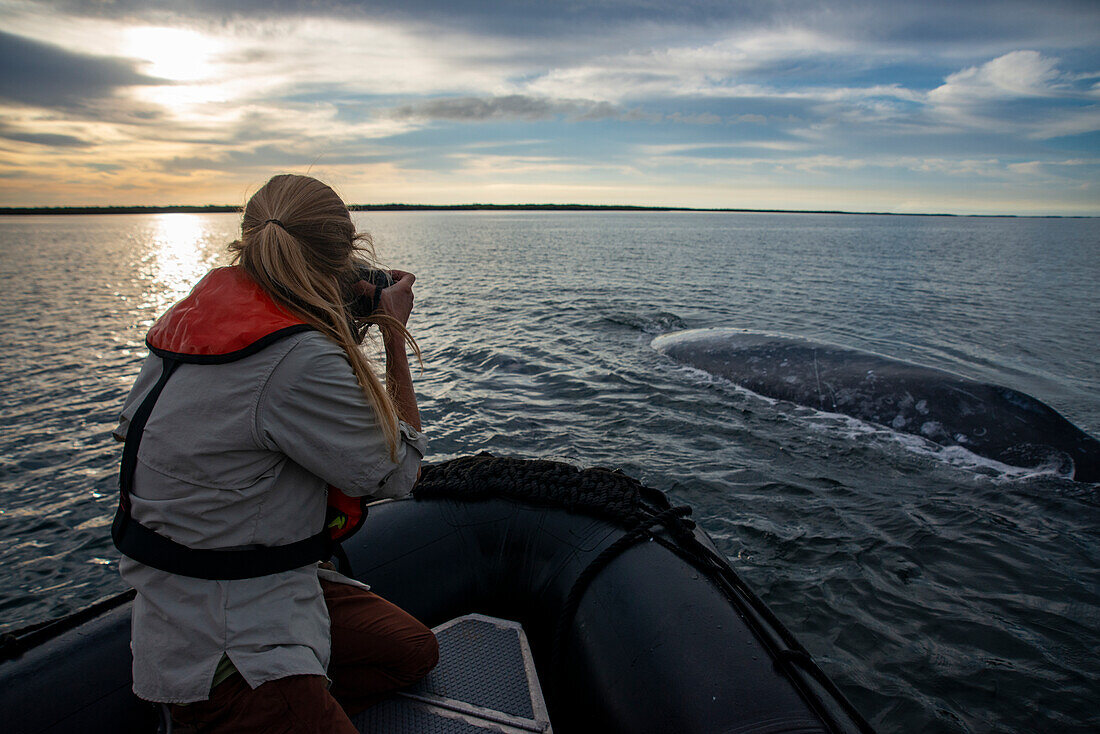 Tourist, der Grauwal auf Magdalena Bay fotografiert