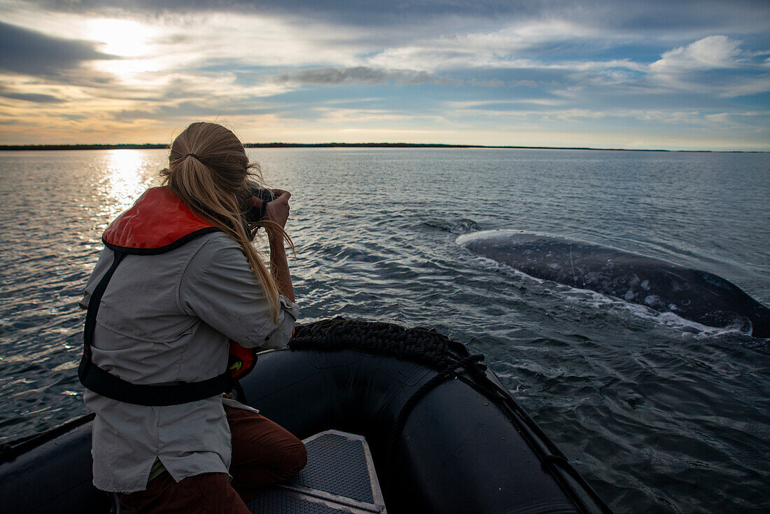 Tourist photographing gray whale on Magdalena Bay. Editorial Use Only.