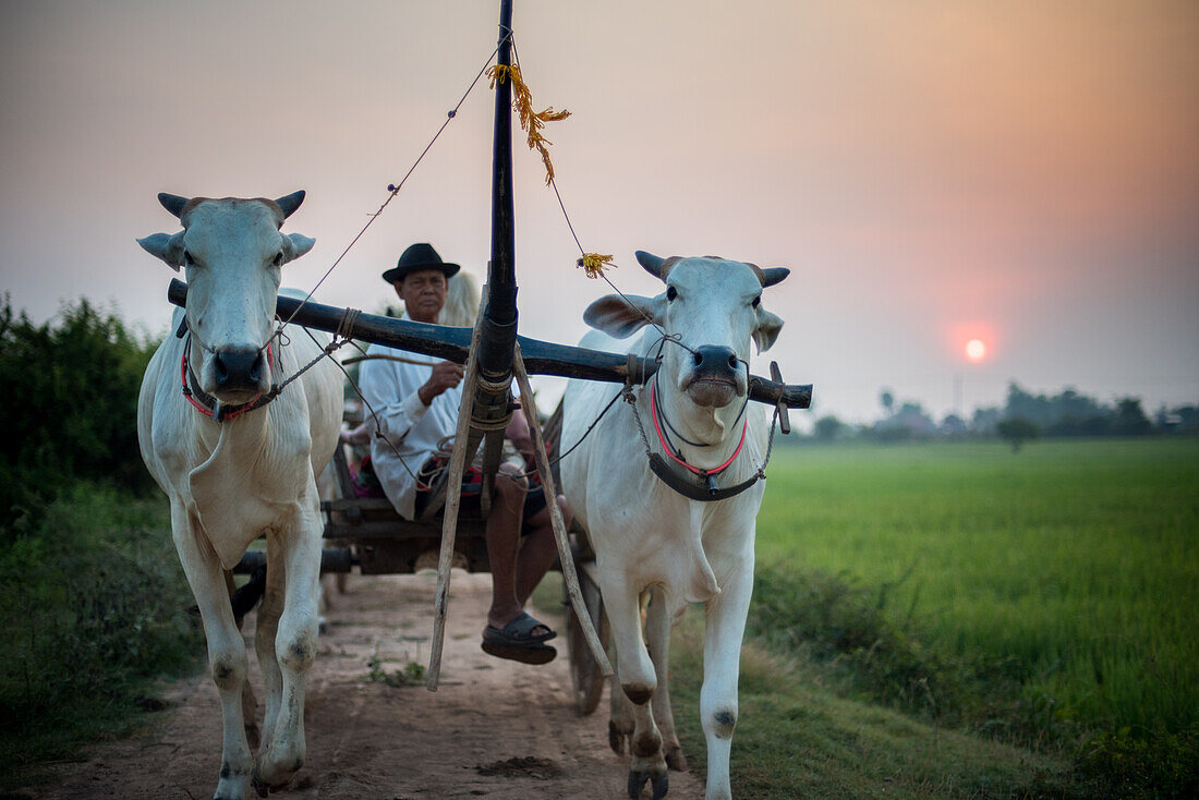 Fahrt mit dem Ochsenkarren Morgensonnenaufgang Kambodscha