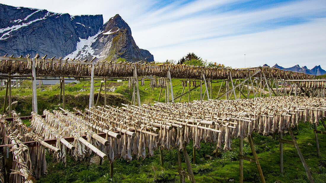 Kabeljau trocknen in Racks, Reine Island, Lotofon-Inseln, Norwegen