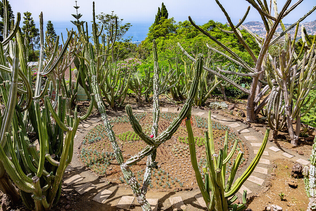 Jardim Botanico da Madeira; Funchal; Plantas Succulentas, portugiesische Insel Madeira, Portugal