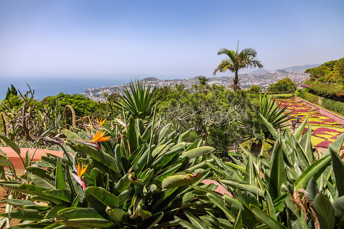 Jardim Botanico da Madeira, Funchal, Jardins Coreografados, Strelitzia