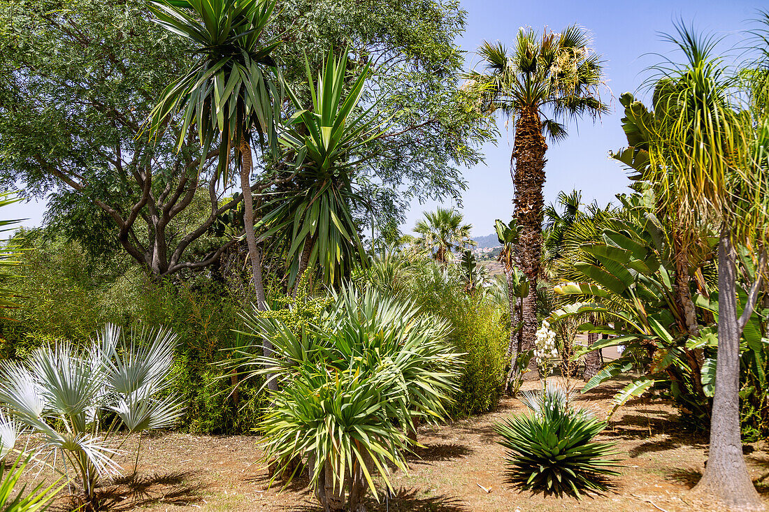 Jardim Botanico da Madeira; Funchal; Palmen, portugiesische Insel Madeira, Portugal