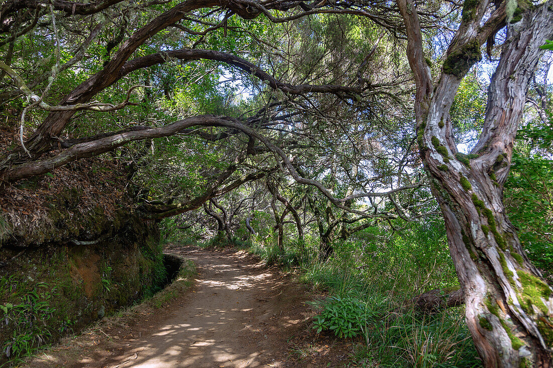 Levada das 25 Fontes, Rabacal, Baumheidewald, portugiesische Insel Madeira, Portugal