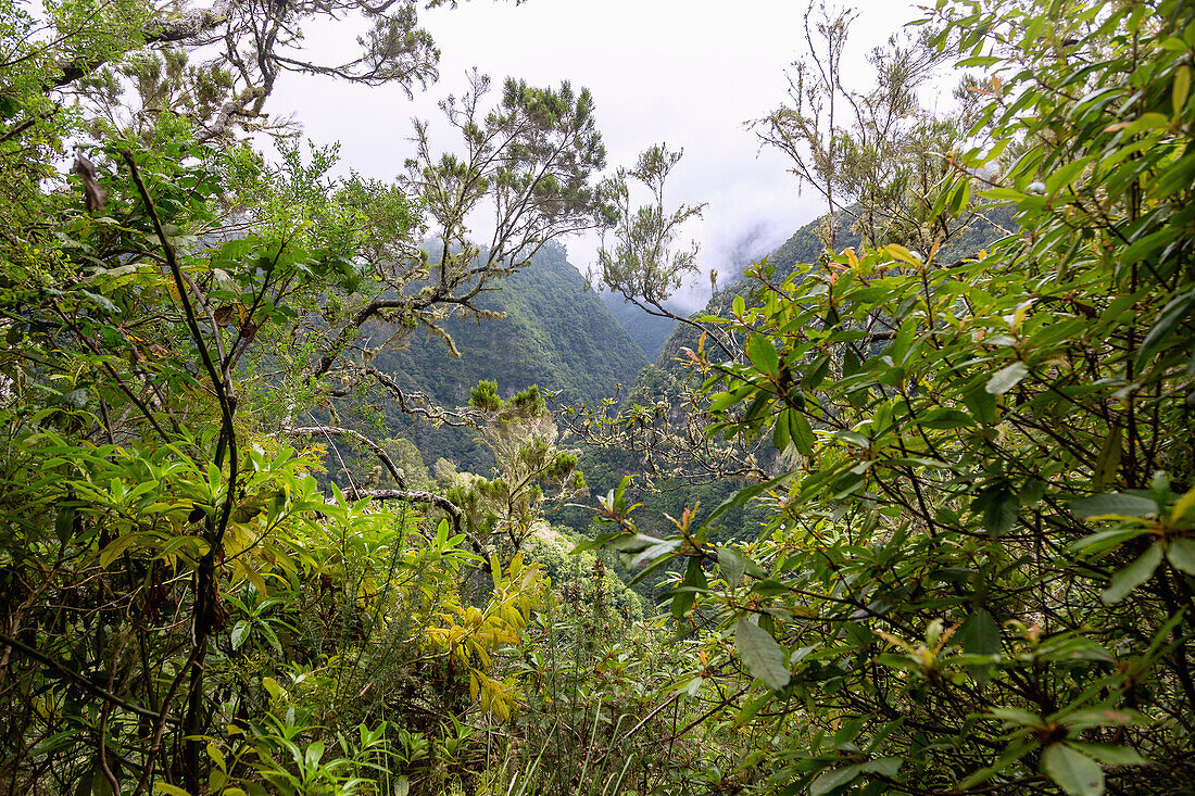 Levada do Furado, Ribeiro Frio, laurel forest, view