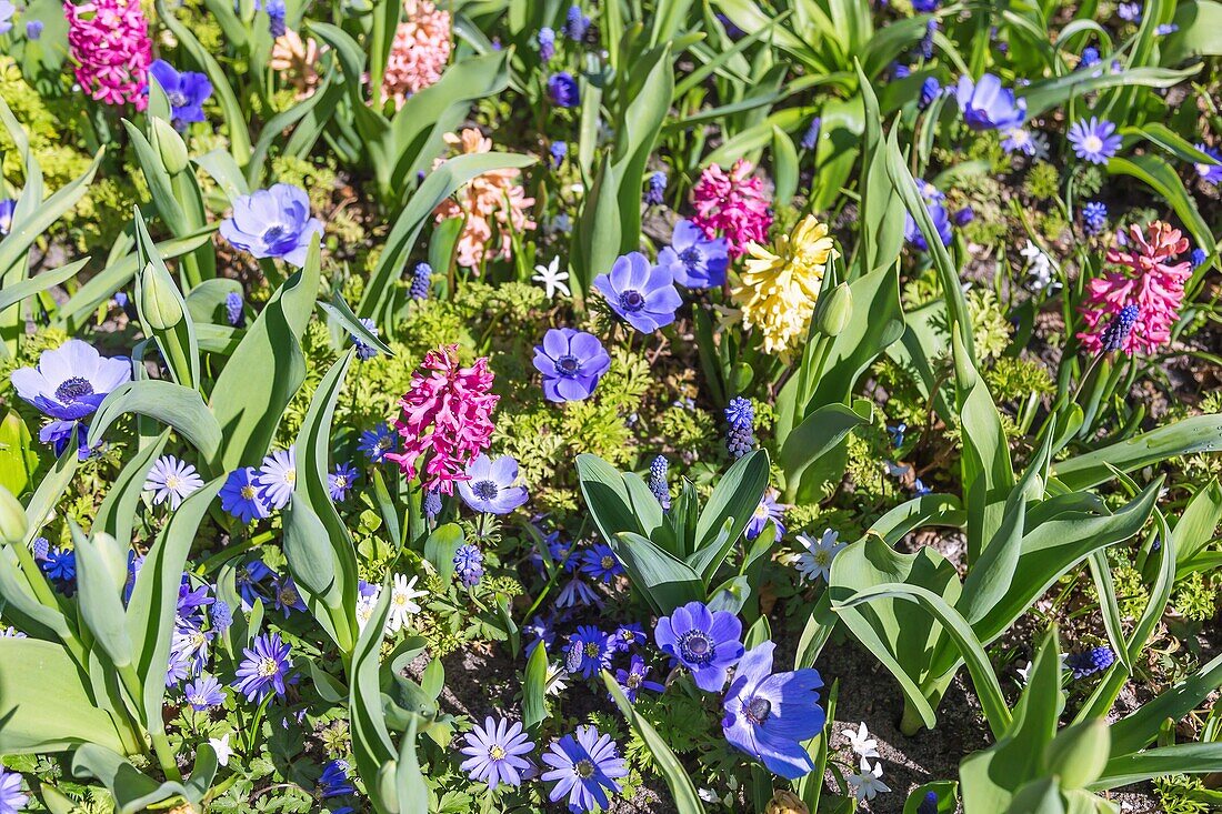 Keukenhof, Blumenschau, Gartenanlage, Amsterdam, Noord-Holland, Niederlande