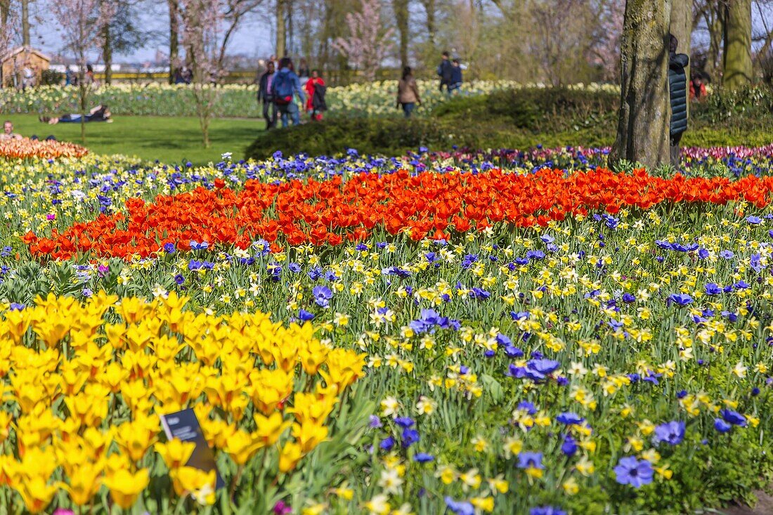 Keukenhof, Tulip Show, Gardens