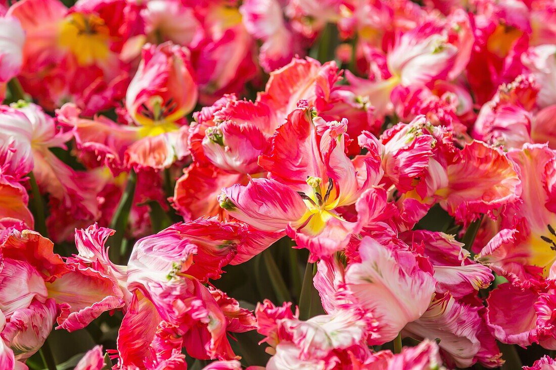 Keukenhof, Tulpenschau, Tulipa Apricot Parrot, Groot-Vriend B.V., Amsterdam, Noord-Holland, Niederlande