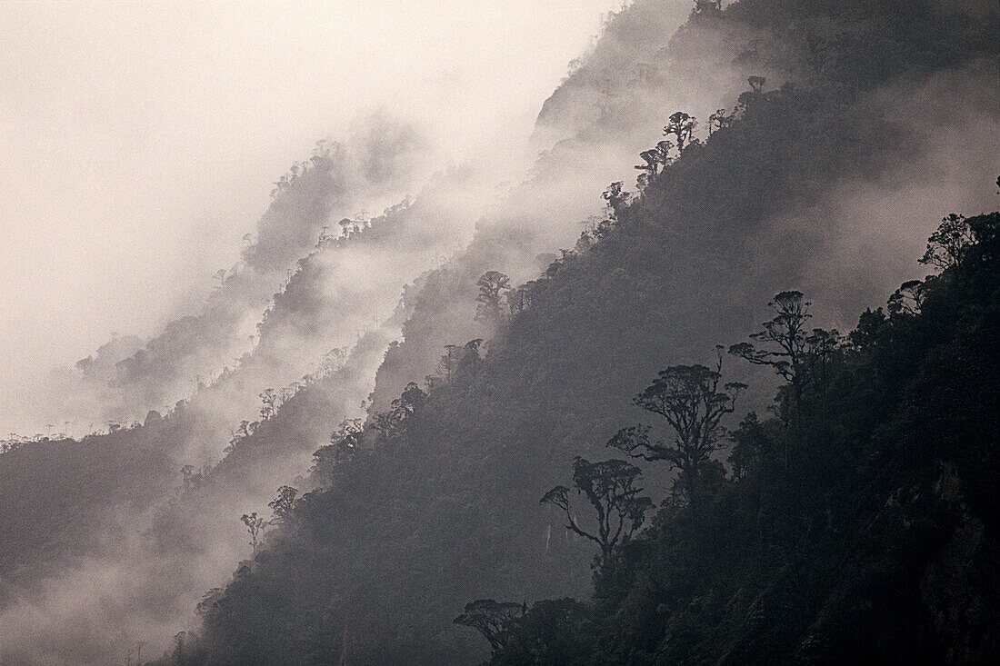 Nebel aus dem Wald auf Berglandschaft, Maoke-Gebirge, Irian Jaya, Neuguinea, Indonesien