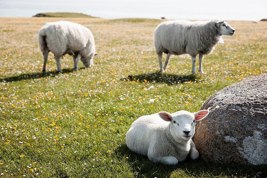 Lamm ruht in der Nähe eines Felsens mit anderen Schafen, die im Hintergrund grasen, Iona, Innere Hebriden, Schottland