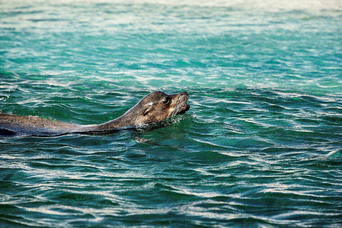 Ecuador, Galapagos Islands, Sea lion swimming in sea