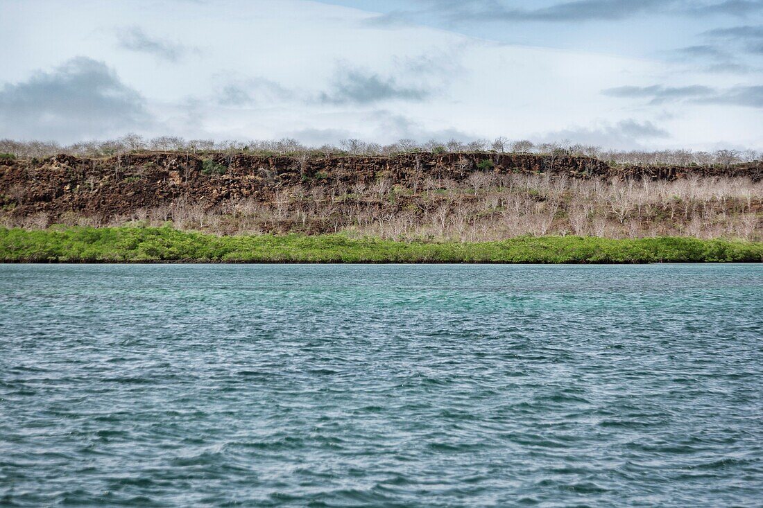 Ecuador, Galapagos Islands, Trees and cliff along sea