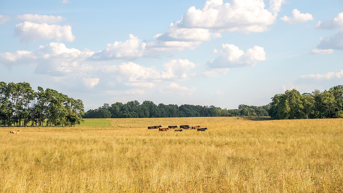 Kühe auf einer Weide außerhalb von Louisville, Kentucky. Es gibt Dutzende von Kühen, die auf diesen Weiden etwa 30 Minuten außerhalb von Louisville fressen.
