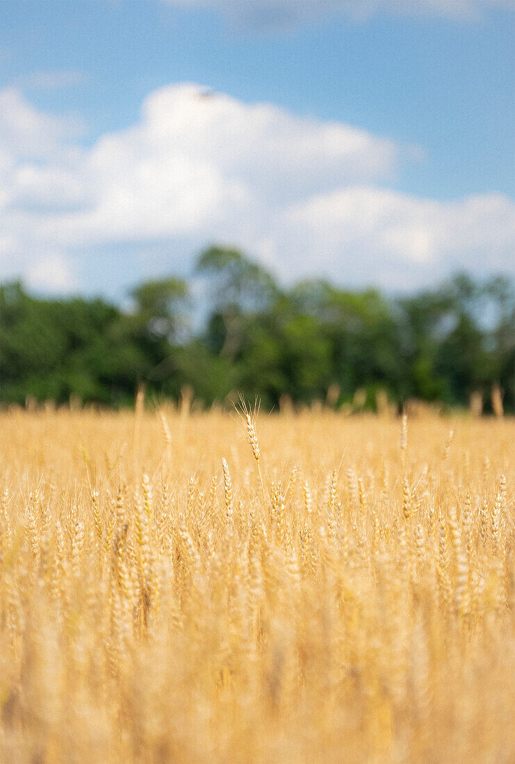 Ein hoher Weizenstrang ragt über dem Rest des Feldes außerhalb von Louisville, Kentucky, hervor.