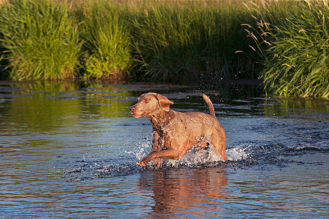 Grey Weimaraner running through a creek splashing up water.