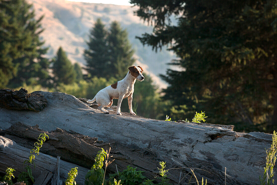 Jack Russell terrier sitting alert on a fallen tree.