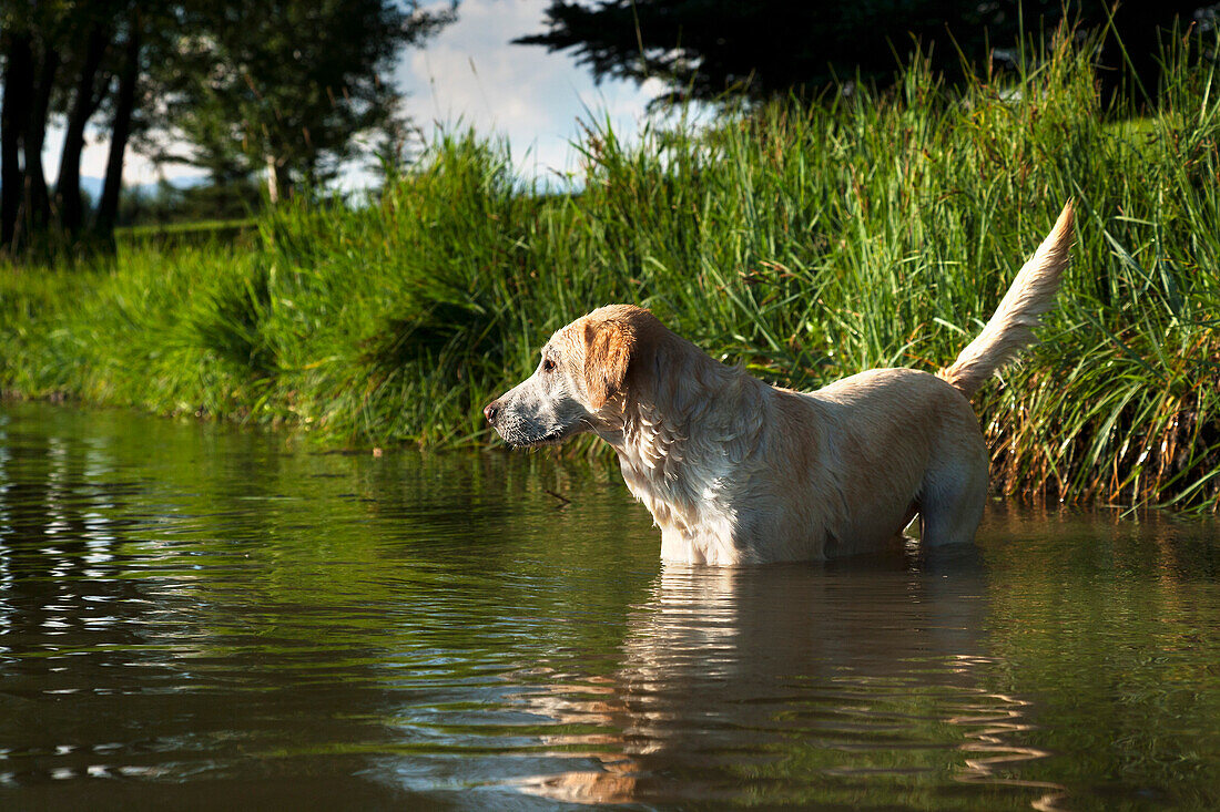 Yellow Lab standing in a pond.