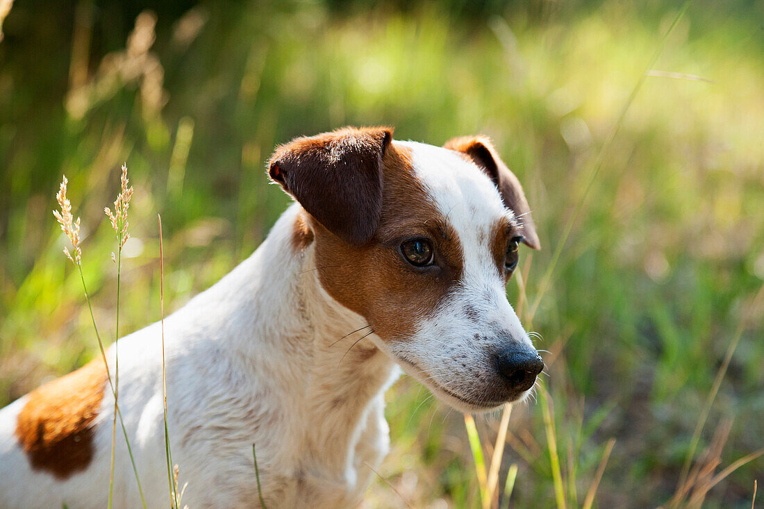 Jack Russell Terrier sitzt im hohen Gras und sieht ruhig aus. - Hunde