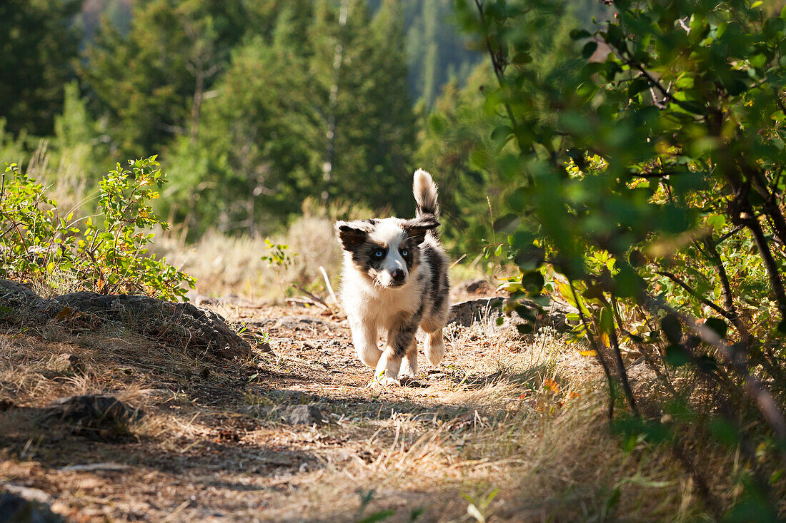 An Australian shepherd puppy running down a path in the woods.