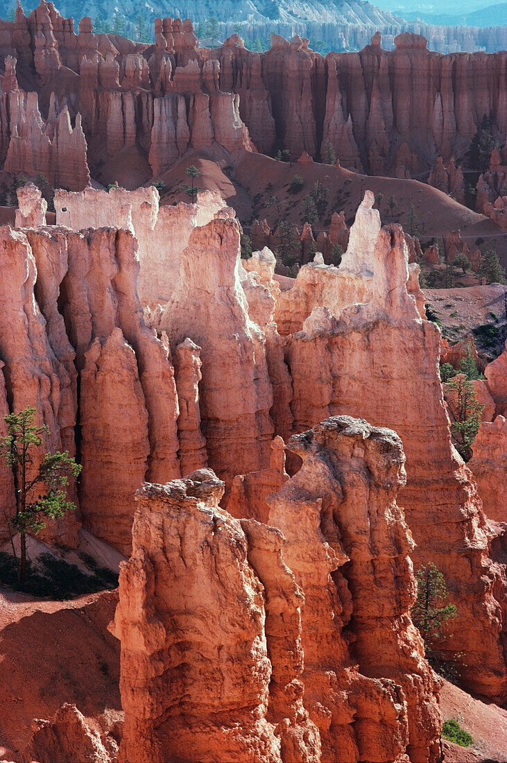 Erodierte Felsen in einer Schlucht, Bryce-Canyon-Nationalpark, Utah, USA