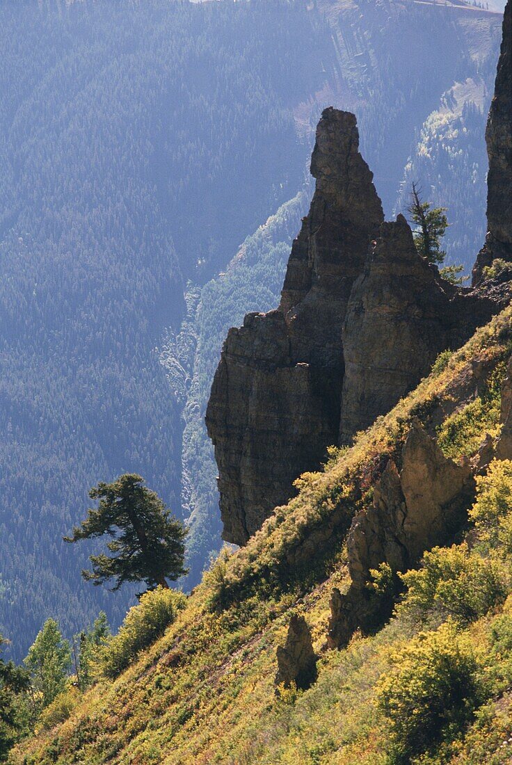 Wald- und Berglandschaft, Aspen, Pitkin County, Colorado, USA