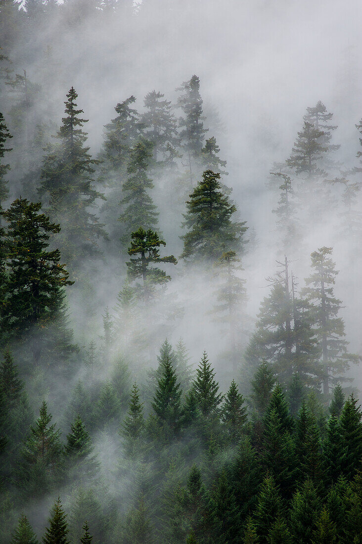 Fog in trees in the Pacific North West